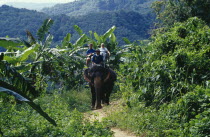 Tourist couple trekking through jungle area on elephant.