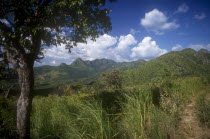 Highland landscape with lush vegetation and single tree in the foreground.