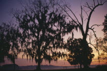 Willow trees with Spanish moss silhouetted at sunrise