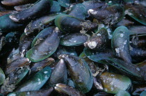 Wholesale Food Market.  Green lipped mussels for sale  close view filling frame.