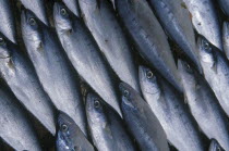 Detail of fish laid out to dry