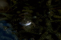 Common Frog partly submerged in water with pond weed.Rana temporaria