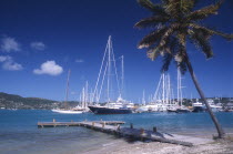 Wooden jetty under leaning palm tree extended into harbour with moored yachts and other boats.