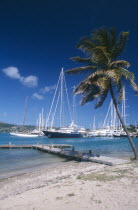 Wooden jetty under leaning palm tree extended into harbour with moored yachts and other boats.