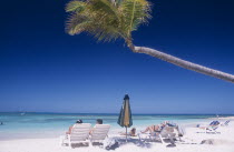 Sandy beach overlooking bay with sunbathers on white sun loungers and single palm tree leaning out overhead.