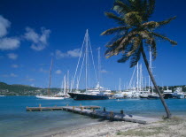 Wooden jetty beneath palm tree leading into harbour with moored yachts.