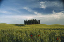 Small  copse of tall Poplar trees on hill above green wheat with poppies