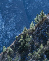 Pine tree covered Himalayan mountain slopes.