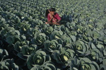 Farmhand in cabbage patch