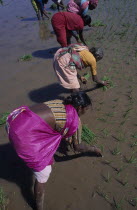 Women planting rice in paddyfield