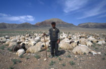 Shepherd with flock of sheep