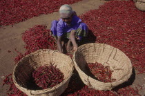 Woman sorting dried chillies into baskets