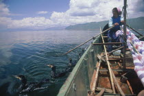 Erhai Lake woman fishing with comorants whilst she rows the boat