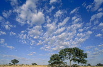 Wide open plains of the Kalahari with Camelthorn or Acacia tree in foreground and vast blue sky.