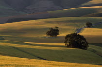 Wheat fields in evening sunlight