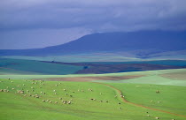 Sheep grazing on a hillside with stormy sky in background.