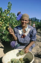 Female grape picker in a vineyard.