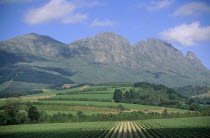 Scenic view over Delheim wine estates and vineyards of Muratie   mountains and blue sky behind.