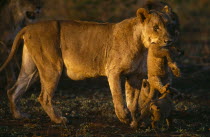 Lioness carrying cub in mouth