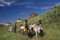 Zulu woman and young boys moving goods using donkeys.