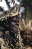 Zulu sangoma with puffadder snake in his mouth.