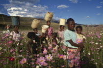Zulu children carrying tubs of water on their heads in colourful field with pink flowers