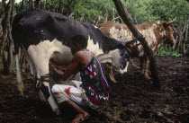 Zulu man milking Nguni cow in cattle enclosure at Simunye Lodge