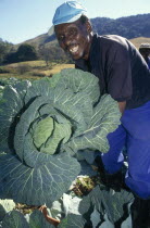 Zulu man with conquistador variety of cabbage growing on a farm in the Dargle area of KZN Midlands