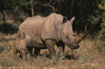 White rhinoceros and calf