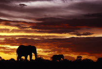 Two African Elephants  Loxodonta africana  walking on the horizon at sunset  Kwazulu Natal
