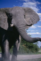 An African elephant  Loxodonta africana  in agressive stance beside a road