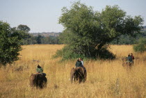 Tourists on elephants trekking through tall grass