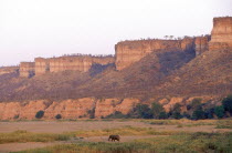 The Chilojo Cliffs tower above an african elephant  Loxodonta afrircana  walking on the grassland