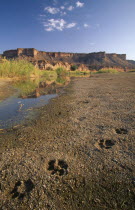 Landscape view of flat topped mountain and a stream in the foreground with lion fooprints in the sand