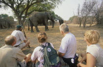 Tourists with a guide watching an elephant on Goliath safari trail from a close distance