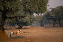 Tourists on safari walking amongst trees