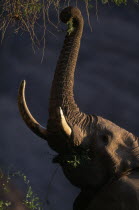 African elephant  Loxodonta africana  with large tusks feeding from a tall tree in the haonib River bed