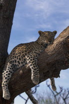 Young adult leopard  Panthera pardus  lying in tree