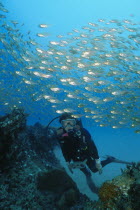 Diver in the Indian Ocean off Mozambique swimming through a school of Glassies  Ambassis gymnocephalus  above a coral reef