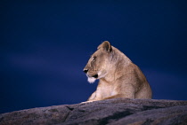 Lioness  Panthera Leo  lying on a rock with a dark blue sky behind