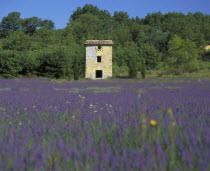 Old farm building in lavender field with forest behind near Viens