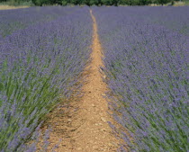 Digne fields of lavender