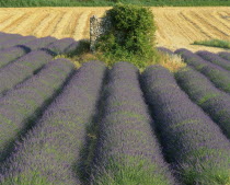 Digne fields of lavender