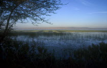 View across lake from the reeded shore