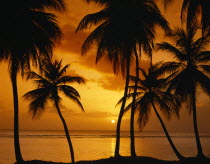Palm tree silhouettes against sunset