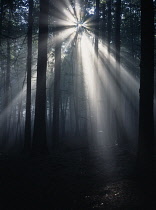 Rays from the sun streaming through trees in a forest