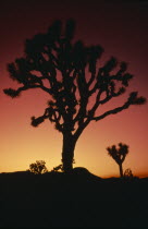 Joshua tree silhouetted at sunset