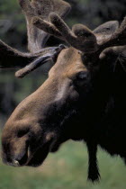 Head and antlers of a male moose