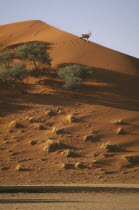 Oryx standing on down slope of sand dune in Namib desert