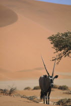 Oryx standing in desert below sand dune in Namibia